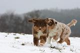 BERGER AUSTRALIEN PUPPIES 499